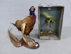 A TAXIDERMY COCK PHEASANT STANDING ON A CORK BRANCH MOUNTED ON AN OVAL MAHOGANY PLINTH TOGETHER WITH