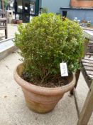 A PAIR OF BOX BUSHES PLANTED IN TERRACOTTA POTS. Dia. 47cms.