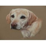 MARY BROWNING (20th/21st.C.). ARR. TWO PORTRAITS, A LABRADOR AND A RETRIEVER. PASTEL, SIGNED.