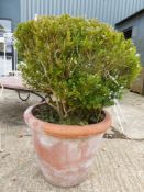 A PAIR OF BOX BUSHES PLANTED IN TERRACOTTA POTS. Dia. 54cms.