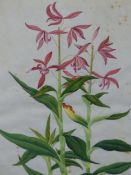 19th.C. CHINESE SCHOOL. A CANNA LILY. WATERCOLOUR. 39.5 x 33cms.