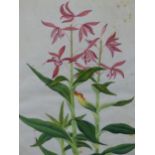 19th.C. CHINESE SCHOOL. A CANNA LILY. WATERCOLOUR. 39.5 x 33cms.