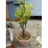 A PAIR OF LEMON TREES PLANTED IN TERRACOTTA POTS. Dia 60 x H 43cms.