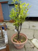 A PAIR OF LEMON TREES PLANTED IN TERRACOTTA POTS. Dia 60 x H 43cms.