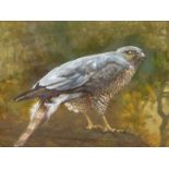 20th.C. SCHOOL. A BIRD OF PREY. OIL ON BOARD. SIGNED INDISTINCTLY AND DATED 1988. 29.5 x 40cms.