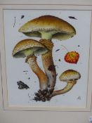 ALEXANDER VIAZMENSKY (b. 1946). ARR. STUDY OF TOADSTOOLS. MONOGRAMMED, WATERCOLOUR, GALLERY LABEL