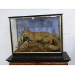 TAXIDERMY. A CASED GROUP OF FOX WITH PREY IN NATURALISTIC SETTING, LABELLED TO BACK "BAZELEY".