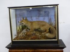 TAXIDERMY. A CASED GROUP OF FOX WITH PREY IN NATURALISTIC SETTING, LABELLED TO BACK "BAZELEY".