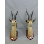 A PAIR OF TAXIDERMY GRANTS GAZELLE HEADS MOUNTED ON OAK SHIELDS INSCRIBED EAST AFRICA 1911