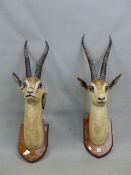 A PAIR OF TAXIDERMY GRANTS GAZELLE HEADS MOUNTED ON OAK SHIELDS INSCRIBED EAST AFRICA 1911