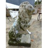 A PAIR OF COMPOSITION STONE LIONS ON RECTANGULAR BASES. H 73cms.