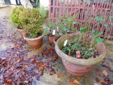 FIVE TERRACOTTA PLANT POTS OF VARIOUS SIZES.