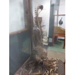 A TAXIDERMY LYREBIRD WITHIN GLAZED MAHOGANY CASE. W 71 x D 62 x H 167cms.