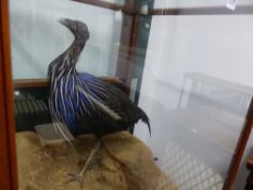 A TAXIDERMY VULTURINE GUINEA FOWL IN GLAZED MAHOGANY CASE. W 70 x D 62 x H 155.5cms.