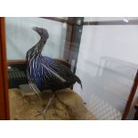 A TAXIDERMY VULTURINE GUINEA FOWL IN GLAZED MAHOGANY CASE. W 70 x D 62 x H 155.5cms.