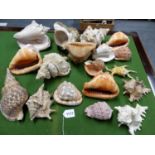 A COLLECTION OF EXOTIC SHELLS.