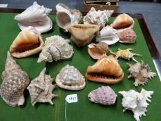 A COLLECTION OF EXOTIC SHELLS.