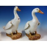 A PAIR OF CHINESE PORCELAIN WHITE DUCK FIGURES WITH WOOD STANDS, THE BEAKS AND FEET OCHRE GLAZED.