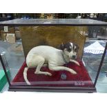 A TAXIDERMY JACK RUSSELL RECLINING ON A RED VELVET CUSHION WITH A MEDALLION BEFORE IT, ALL WITHIN