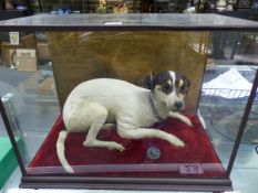 A TAXIDERMY JACK RUSSELL RECLINING ON A RED VELVET CUSHION WITH A MEDALLION BEFORE IT, ALL WITHIN