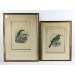 Pair of ornithological hand-colored prints of Sumatren bee eaters and pink crowned bee eater, 25"