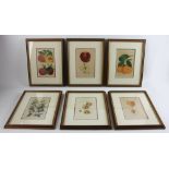 Antique framed colorful prints of various fruit, ten (10) total, custom framed and matted 14" x 11".