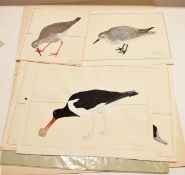 Dick Jones (20th century)^ Bird studies^ folder of four watercolours^ all signed and dated 74^