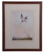 òAR John Cyril Harrison (1898-1985)^ |Snipe dropping to alight| ^ watercolour^ signed lower