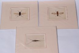 Arthur Smith (20th century), Entomological drawings, group of three watercolours, all initialled, 11