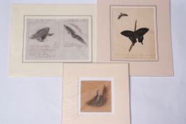 Packet of six Natural History watercolours/drawings