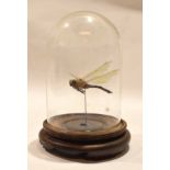 Vintage Mayfly under a glass dome on a treen stand, 17cm high