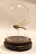 Vintage Mayfly under a glass dome on a treen stand, 17cm high