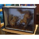 Glazed cased taxidermy of two red squirrels in a naturalistic setting, 48cm wide