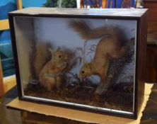 Glazed cased taxidermy of two red squirrels in a naturalistic setting, 48cm wide