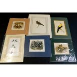 Packet: assorted ornithology prints, circa 19th century including REV FRANCIS ORPEN MORRIS, hand