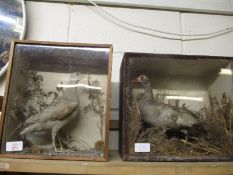 TWO VICTORIAN CASED TAXIDERMY BIRDS