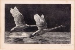 British School (20th century) Swans alighting black and white woodcut, indistinctly signed and dated