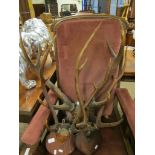 THREE MOUNTED STAG HORNS WITH MAHOGANY SHAPED BACK