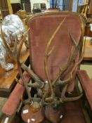 THREE MOUNTED STAG HORNS WITH MAHOGANY SHAPED BACK