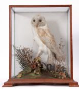 Taxidermy Cased Barn Owl in naturalistic setting, 44 x 35cm, (pre-1947)