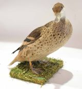 Taxidermy uncased Bahama Pintail on naturalistic base