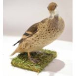 Taxidermy uncased Bahama Pintail on naturalistic base