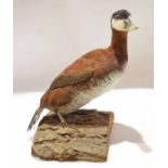 Taxidermy uncased North American diving duck on naturalistic base