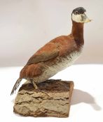 Taxidermy uncased North American diving duck on naturalistic base