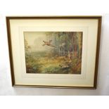 AR Roland Green (1896-1972) Pheasant in woodland watercolour, signed lower left, 26 x 34cm