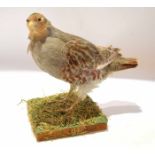 Taxidermy uncased Grey Partridge on naturalistic base