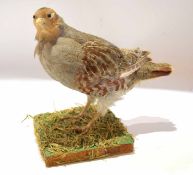 Taxidermy uncased Grey Partridge on naturalistic base