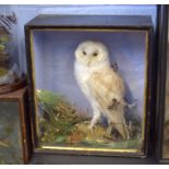 Taxidermy cased Barn Owl in naturalistic setting by W Lowne of Yarmouth, 41 x 36cm