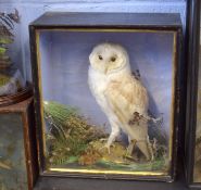 Taxidermy cased Barn Owl in naturalistic setting by W Lowne of Yarmouth, 41 x 36cm