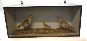 Taxidermy cased group of three waders in naturalistic setting, 32 x 74cm